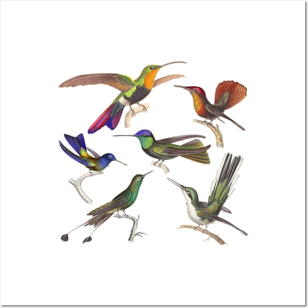 Six Hummingbird Species Wall Art by AntiqueImages